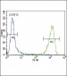 ACTA1/Alpha-actin Antibody (C-term)